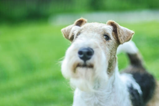 Een close up van een draad fox terrier's ongelooflijke, smerige baard