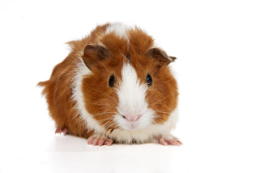 Een mooie kleine abessijnse cavia met zachte gemberkleurige en witte vacht