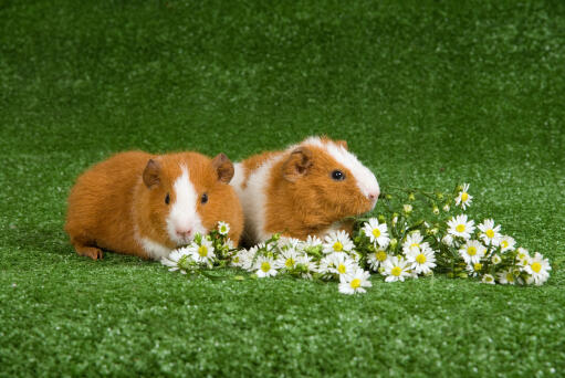 Twee prachtige witte en bruine rex cavia's