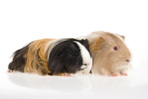 Twee schattige kleine zijdeachtige cavia's die samen liggen