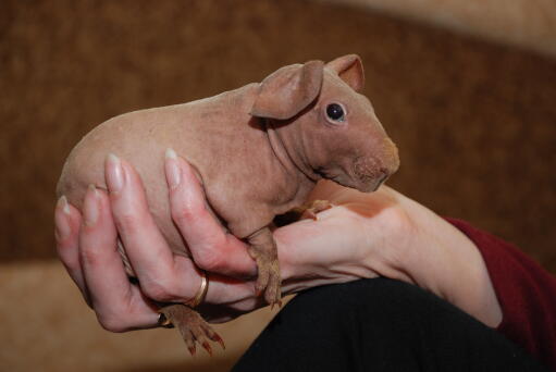 Een kleine haarloze magere cavia met mooie grote ogen