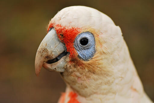 Een close up van de mooie ogen van een kleine corella