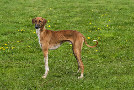 Azawakhond staande in een veld met paardenbloemen