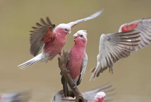 Twee prachtige rose breasted galah