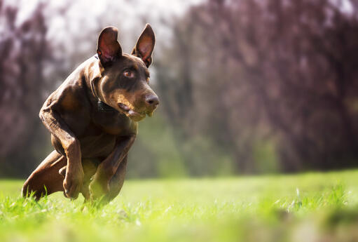 Een doberman pinscher rent op volle snelheid