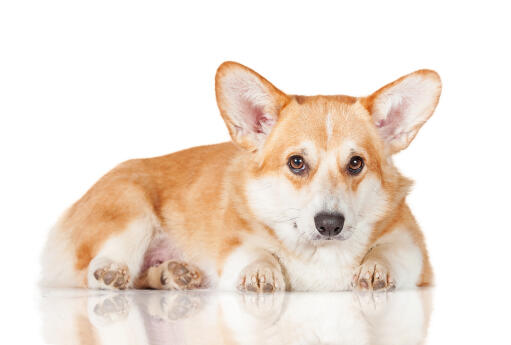 Een jong volwassen pembroke welsh corgi rustend, wachtend op wat aandacht