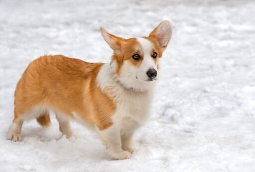 Een gezonde volwassen cardigan welsh corgi genietend van de Snow