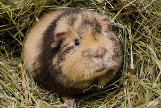 Een close up van een teddy cavia's mooie kleine neus en mond