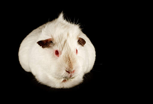 Een mooie kleine aGouti cavia met witte vacht en rode ogen