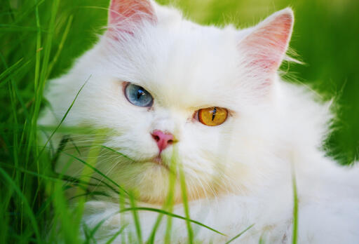 Perzische kat met vreemde ogen van dichtbij in het gras