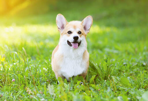 Een mooie, kleine pembroke welsh corgi wacht geduldig in het gras