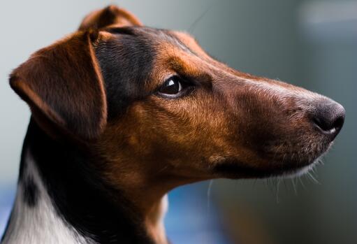 Een close up van de mooie, zachte vacht van een gladde fox terriër