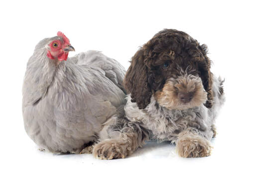 Een schattige laGotto romagnolo die naast een vriendelijke kip ligt