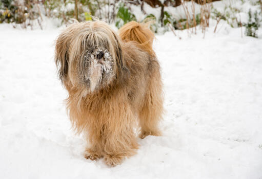 Een tibetaanse terriër met een mooie, lange franje spelend in de Snow