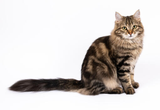 Siberische kat met uitgestrekte staart zittend tegen een witte achtergrond