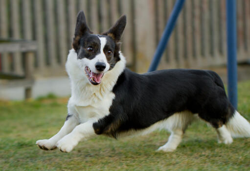 Een zwart-witte volwassen cardigan welsh corgi, genietend van wat beweging