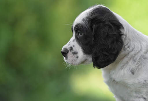 Een close up van het hoofd van een prachtige, kleine engelse setter pup