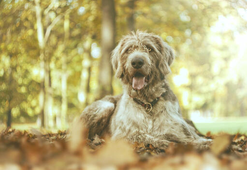 Een wijdogige hertenhond die even uitrust tijdens een wandeling