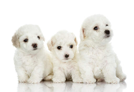 Drie jonge bichon frise puppies zaten dicht bij elkaar