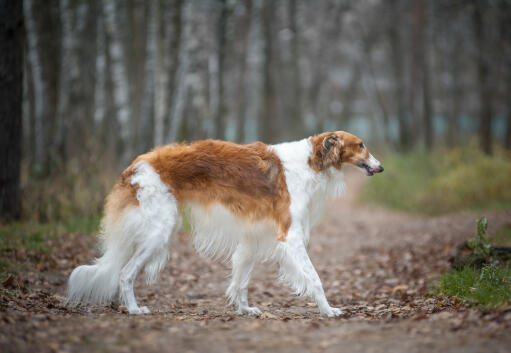 Een mooie, bruine en witte borzoi, pronkend met zijn lange, zachte vacht