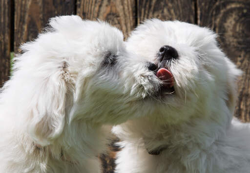 Twee GorGeous coton de tulears die een hondenkusje geven