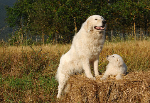 Maremma-schapenhond-met-puppy