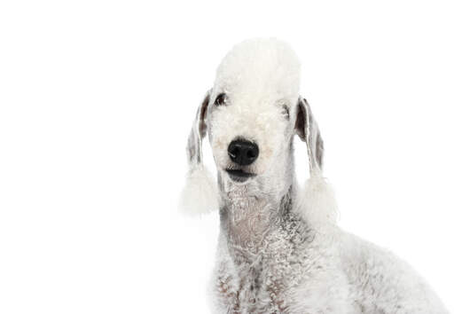 Een close up van de mooie lange oren van een bedlington terriër