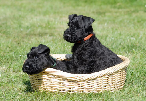 Een prachtige kleine, zwarte kerry blue terrier puppies zittend in een mand