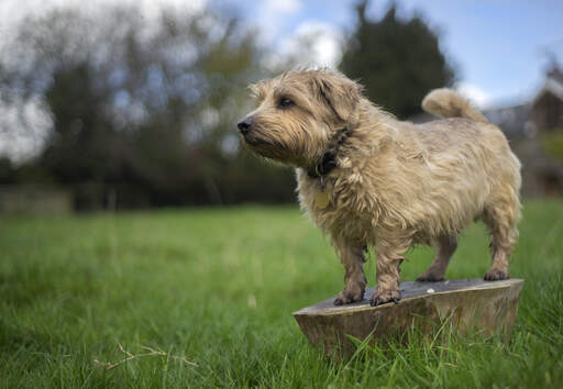 Een volwassen norfolk terrier, pronken met zijn prachtige, korte en smerige vacht