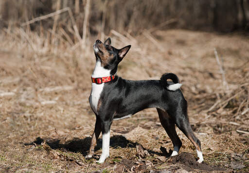 Een jonge, zwarte basenji met mooie puntige oren