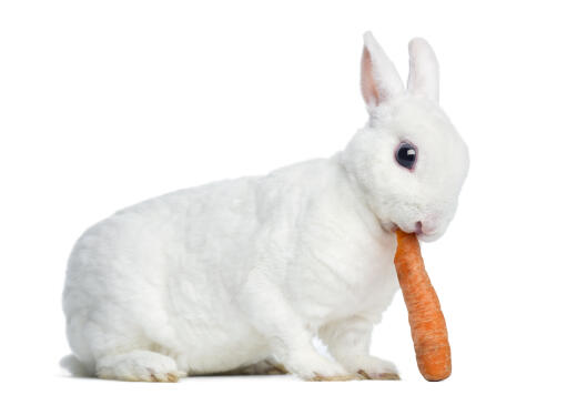 Een lief klein mini rex konijntje dat een wortel eet