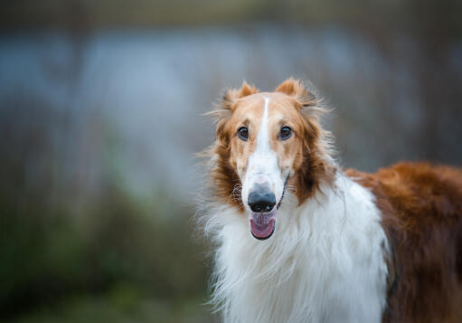 Een close up van een borzoi's mooie lange neus en mooie zachte vacht