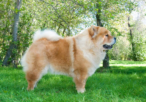 Een volwassen chow chow met een mooie lichaamsbouw en scherpe, puntige oren