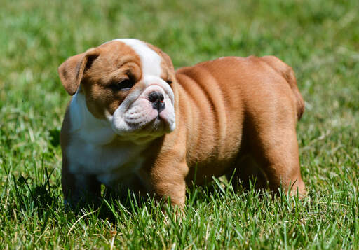Een mooie, kleine engelse bulldog puppy, genietend van de zon