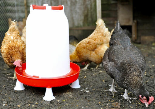 Gebruik optionele poten om de kippendrinker van de grond te houden