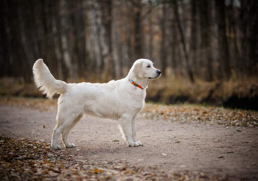 Een Golden retriever's mooie grote lichaam en grote grote staart