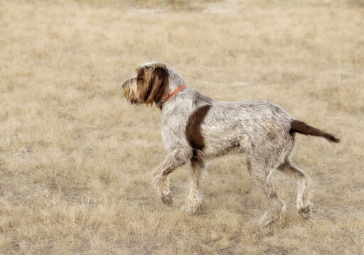 Een spinone italiano die pronkt met zijn zachte, pezige vacht en puntige staart