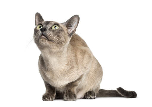 Een tonkinese kat die heel nieuwsgierig kijkt