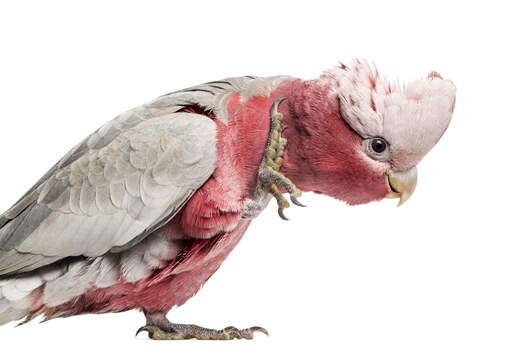 Een close up van een rose breasted galah