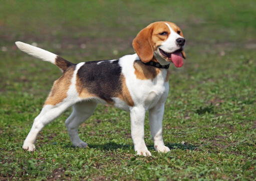 Een beagle pup met zijn tong uit en staart in de lucht