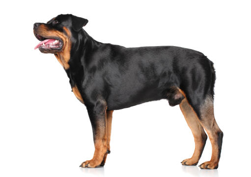 Een GorGeovolwassen mannelijke rottweiler die rechtop staat en pronkt met zijn gespierde lichaamsbouw