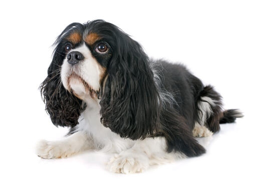 Een zwart-witte cavalier king charles spaniël met een mooie, zachte vacht