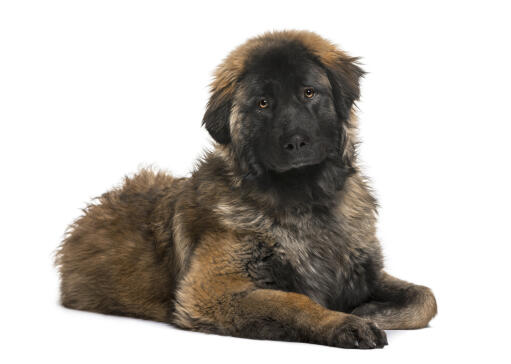 Een jonge leonberger met een smerige vacht, mooi liggend op de vloer