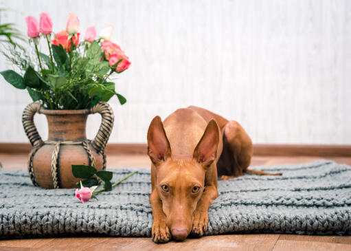 Schattige cirneco dell'etna die naast een vaas met bloemen ligt