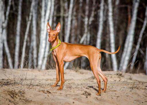 Cirneco dell'etna hond staande op een zanderige open plek