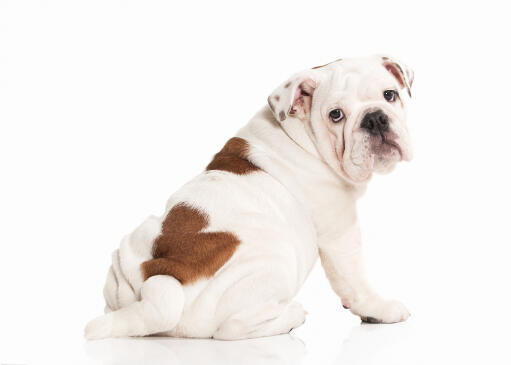 Een jonge engelse bulldog pup met een mooie, wit met bruine vacht