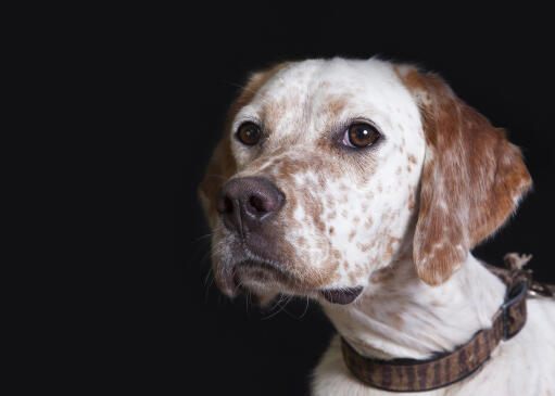 Een close up van de mooie, zachte, wit met bruine vacht van een engelse setter