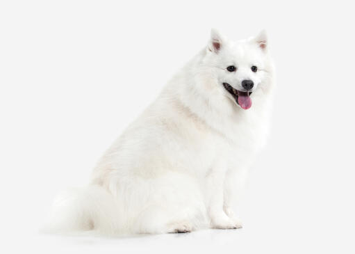 Een gezonde volwassen japanse keeshond met een ongelooflijk dikke witte vacht