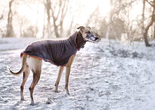 Een gezonde, volwassen whippet genietend van een wandeling buiten in de Snow