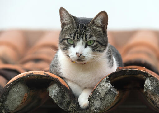Amerikaanse draadhaar kat liggend op een betegeld dak